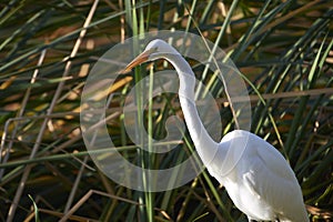Great Egret Ardea alba hunting in reeds