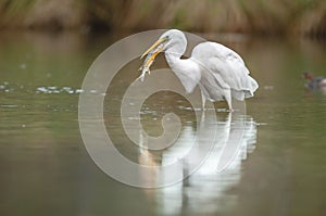 Great egret (Ardea alba) with its beak open to swallow a pike it has just fished in a river