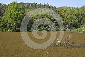 Great egret, Ardea alba, in a lagoon of the Costanera sur ecological reserve photo