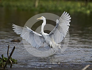 Great Egret Ardea alba landing on edge of Lake