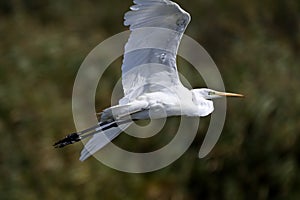 The Great Egret Ardea alba, is a large, widely distributed egret.