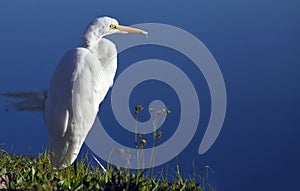 Great egret Ardea alba