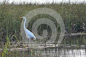 Great egret (Ardea alba) in the marsh