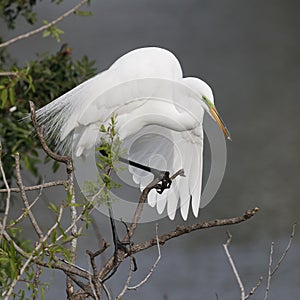 Great Egret perched on a branch next to a pond - Venice, Florida photo