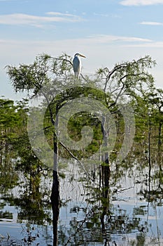 Great Egret - Ardea alba - perched on cypress tree in Everglades National Park.