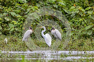 Great egret - Ardea alba, Refugio de Vida Silvestre Cano Negro, Wildlife and birdwatching in Costa Rica