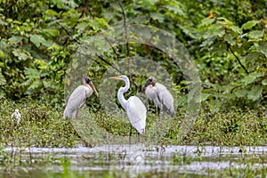 Great egret - Ardea alba, Refugio de Vida Silvestre Cano Negro, Wildlife and birdwatching in Costa Rica photo