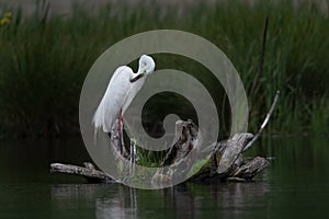 Great egret Ardea alba resting on a tree stump in waterland. White bird perched
