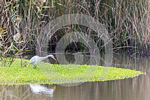 Great Egret Ardea alba seeking food at wetland