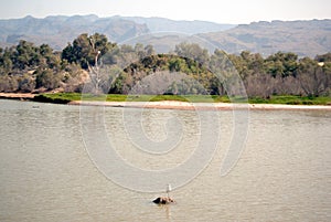 Great egret (Ardea alba) photo