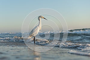 Great Egret (Ardea alba) standing gracefully on the ocean shore.