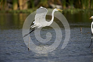 Great Egret Ardea alba takes off