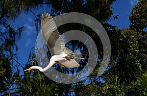 A Great Egret (Ardea alba) taking off from a tree in Sydney, NSW, Australia