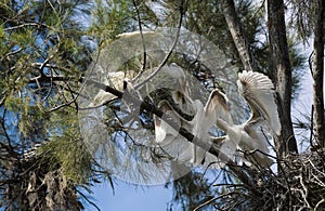 A Great Egret (Ardea alba) with two juveniles on a tree in Sydney