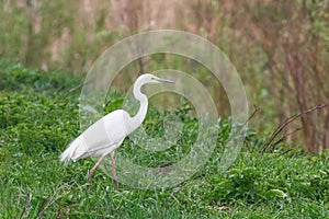 Great Egret Ardea alba Great White Egret, Common Egret