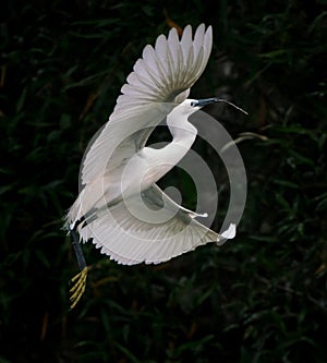 Great egret (ardea alba) at Zhaoqing, China