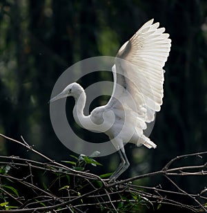 Great egret (ardea alba) at Zhaoqing, China