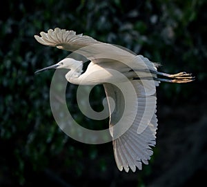 Great egret (ardea alba) at Zhaoqing, China