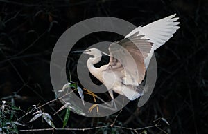 Great egret (ardea alba) at Zhaoqing, China