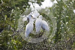 3 Great Egret Babies