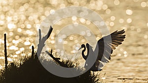 Great egret backlit in sunrise, Sri Lanka