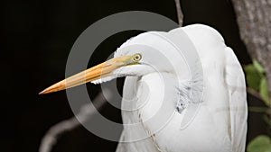 Great Egret, Big Cypress National Preserve, Florida