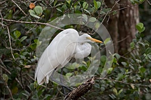 Great Egret, Big Cypress National Preserve, Florida