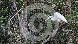 Great Egret, Big Cypress National Preserve, Florida