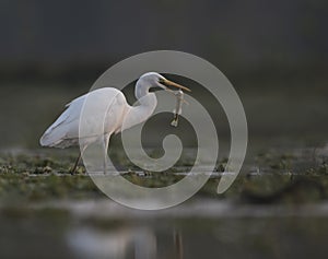 The Great Egret with big Fish