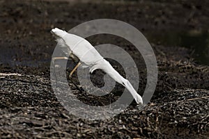 Great Egret bird