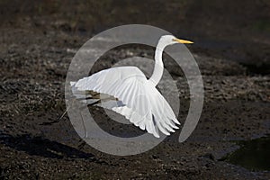 Great Egret bird