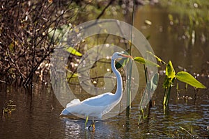 Great egret bird, Ardea alba, in a marsh