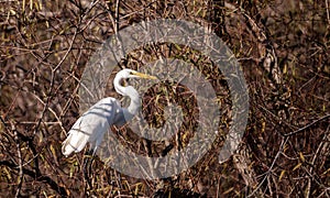 Great egret bird, Ardea alba, in a marsh