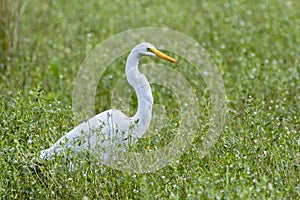 Great Egret bird close up, Georgia USA