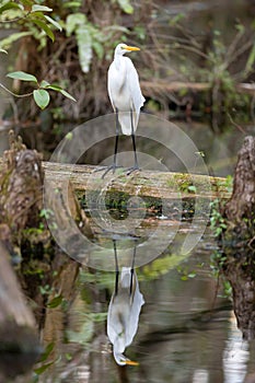 Great Egret Bird in the Everglades