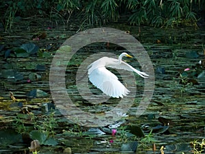 Great egret bird flying on lake reflection in water