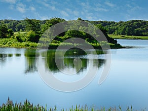 Great Egret Bird Flying Near Small Island at Lake with Reflection of Trees in Water