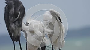 Great Egret Bird And gray Heron :crane birds at Zanibar island
