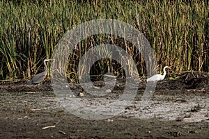 Great Egret bird with Great blue heron