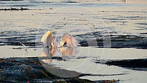 Great Egret Bird Hunting in Tide Pools Catches Fish