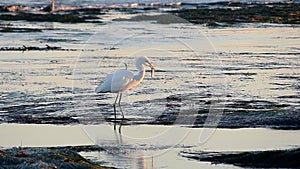 Great Egret Bird Hunting in Tide Pools Has Fish Stolen