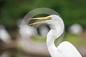 Great Egret bird in marsh lands