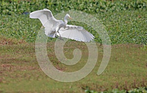 Great egret bird with open wings