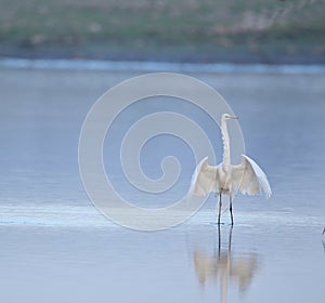 Great egret bird with open wings