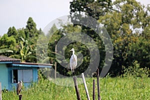 Great Egret bird perching on the top of dried bamboo with blur green tree and house.