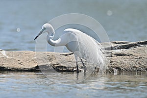 Great egret bird showing off