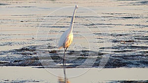 Great Egret Bird Standing in Tide Pools