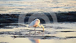 Great Egret Bird Standing in Tide Pools