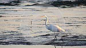 Great Egret Bird Walking in Tide Pools