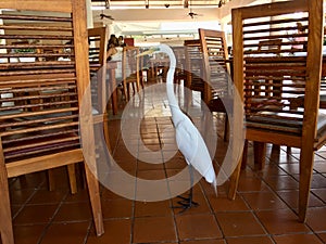 Great Egret Bird. at the restaurant. Punta Cana photo